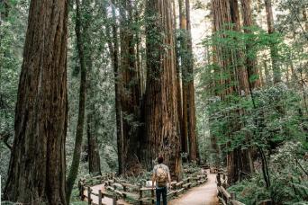 Muir Woods & Sausalito Tour